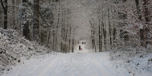 Spaziergänger im Uedemerbrucher Hochwald